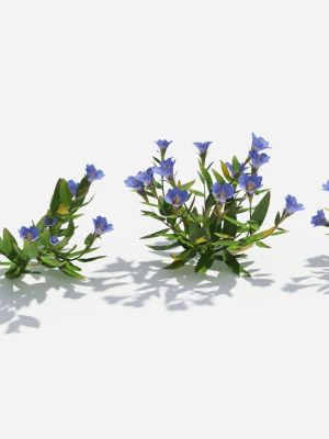 gentiana-flower-3d-model-2fdea763b7