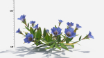 Gentiana Flower