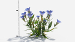 Gentiana Flower