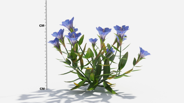 Gentiana Flower