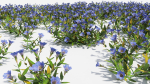 Gentiana Flower