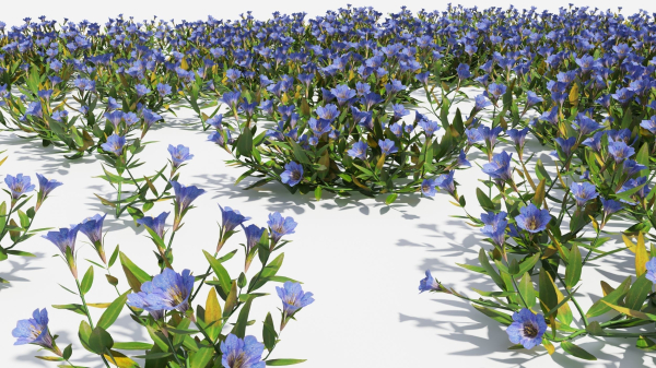 Gentiana Flower