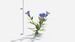 Gentiana Flower