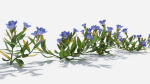 Gentiana Flower