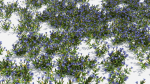 Gentiana Flower