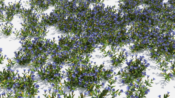 Gentiana Flower