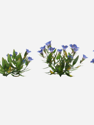 Gentiana Flower