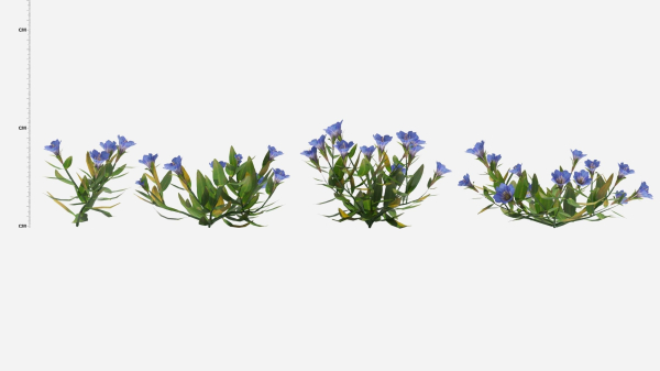 Gentiana Flower
