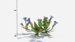 Gentiana Flower