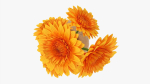 Gerbera in vase v1