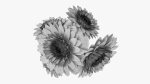 Gerbera in vase v1