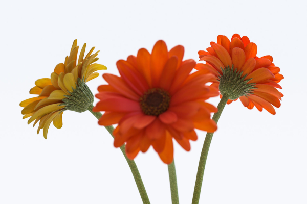 Gerberas in the sphere vase
