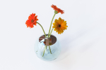 Gerberas in the sphere vase