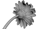 Gerberas in the sphere vase