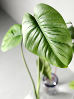 Glass Vases with Leaves 2