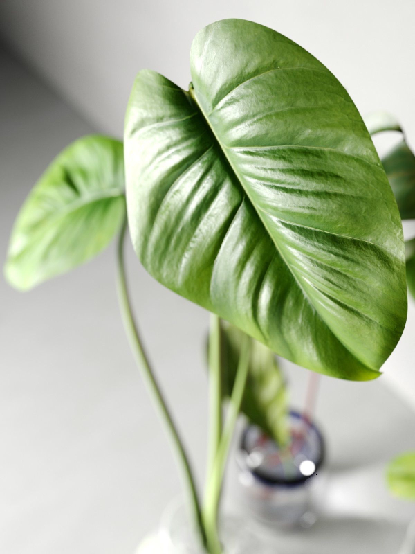 Glass Vases with Leaves 2