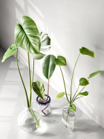 Glass Vases with Leaves 2
