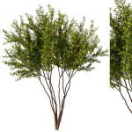 Gleditsia triacanthos tree7 - spring