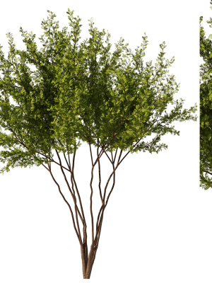 Gleditsia triacanthos tree7 - spring