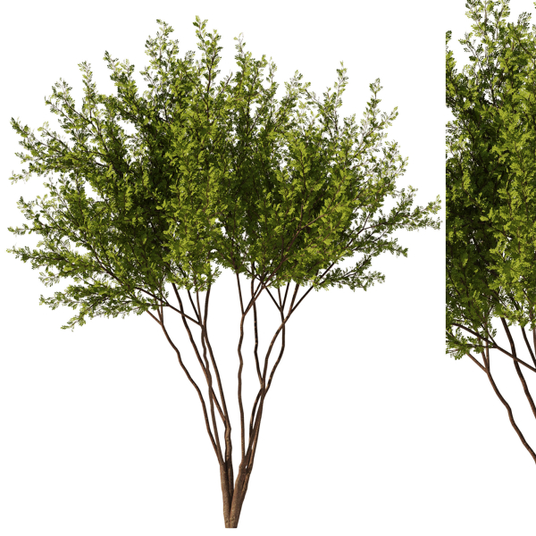 Gleditsia triacanthos tree7 - spring