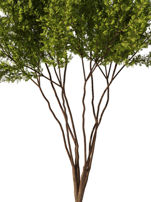 gleditsia-triacanthos-tree7-spring-3d-model-94547c078e
