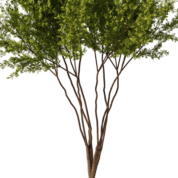 Gleditsia triacanthos tree7 - spring