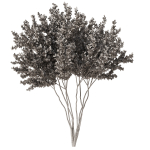 Gleditsia triacanthos tree7 - spring
