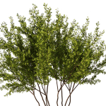 Gleditsia triacanthos tree7 - spring