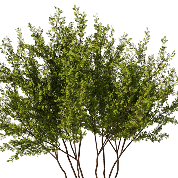 Gleditsia triacanthos tree7 - spring