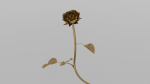 Golden Rose animation