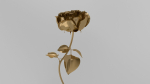 Golden Rose animation