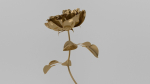 Golden Rose animation