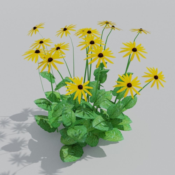 Goldstrum Plant