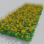 Goldstrum Plant