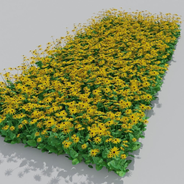 Goldstrum Plant