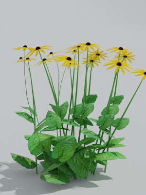 Goldstrum Plant