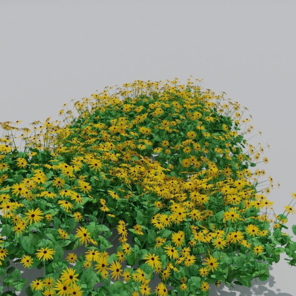 Goldstrum Plant