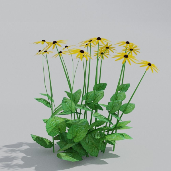 Goldstrum Plant