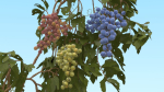 Grape vine