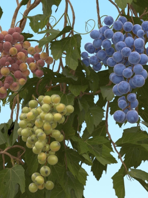 Grape vine