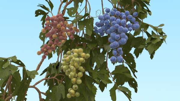 Grape vine