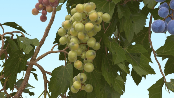 Grape vine