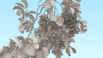 Grape vine
