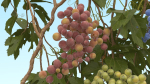 Grape vine