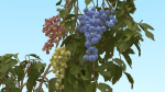 Grape vine