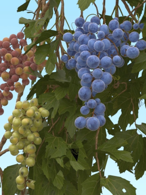 grape-vine-3d-model-b0b5060309