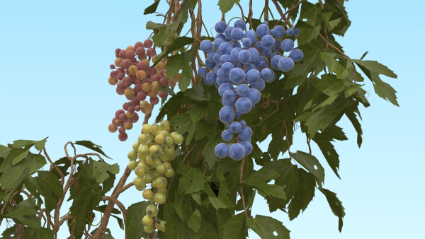 Grape vine