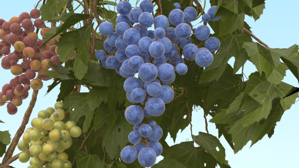 Grape vine