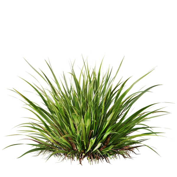 Grass 02