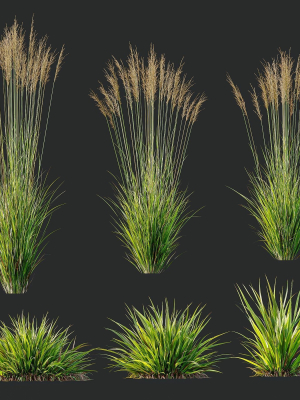grass-02-3d-model-6e698457d5